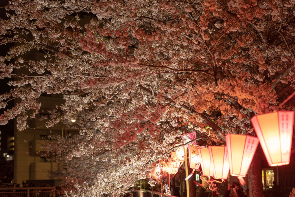 目黒川夜桜