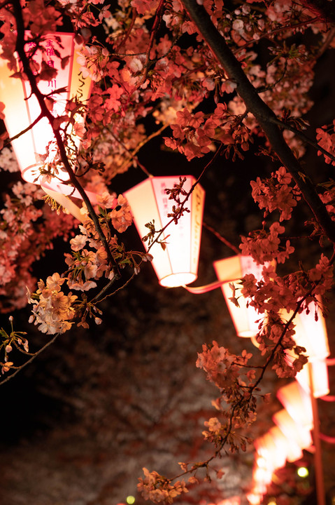 目黒川夜桜