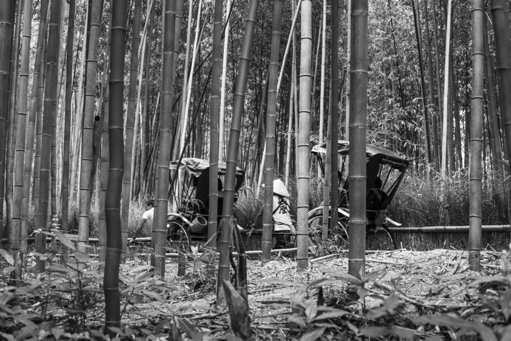 嵐山の竹林