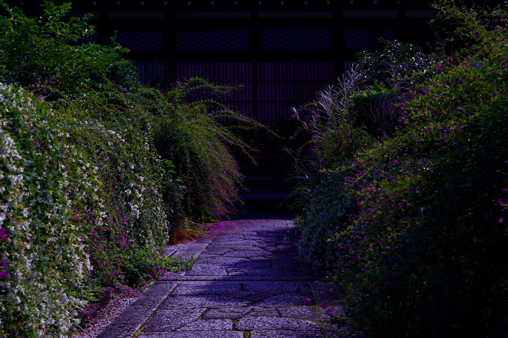 初秋の京都散策　"萩の寺"常林寺