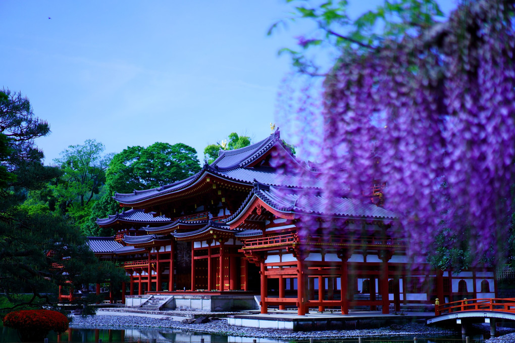 花咲く京都散策　平等院