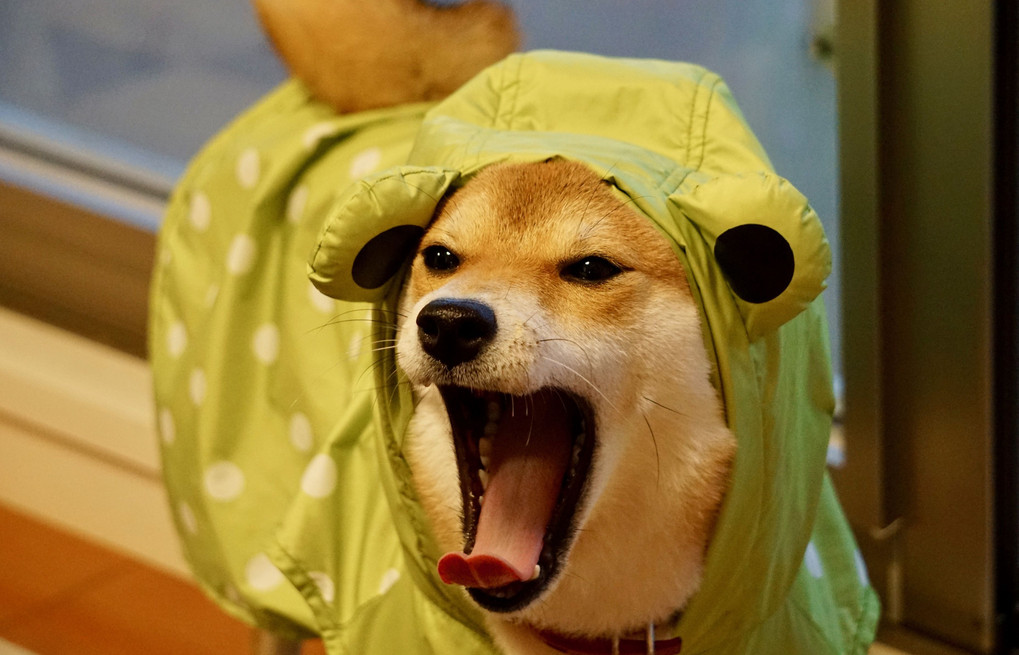 台風の日の柴犬