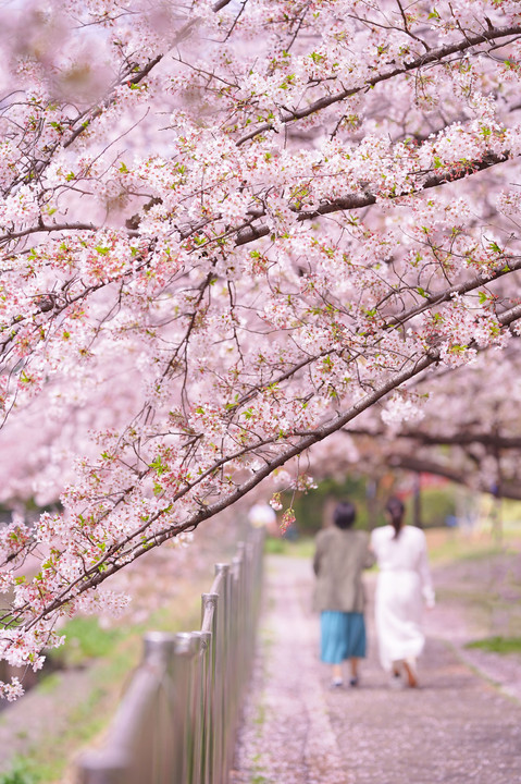 桜色散歩