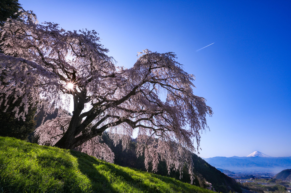 孤高の桜、そして富士　#カレンダー2024