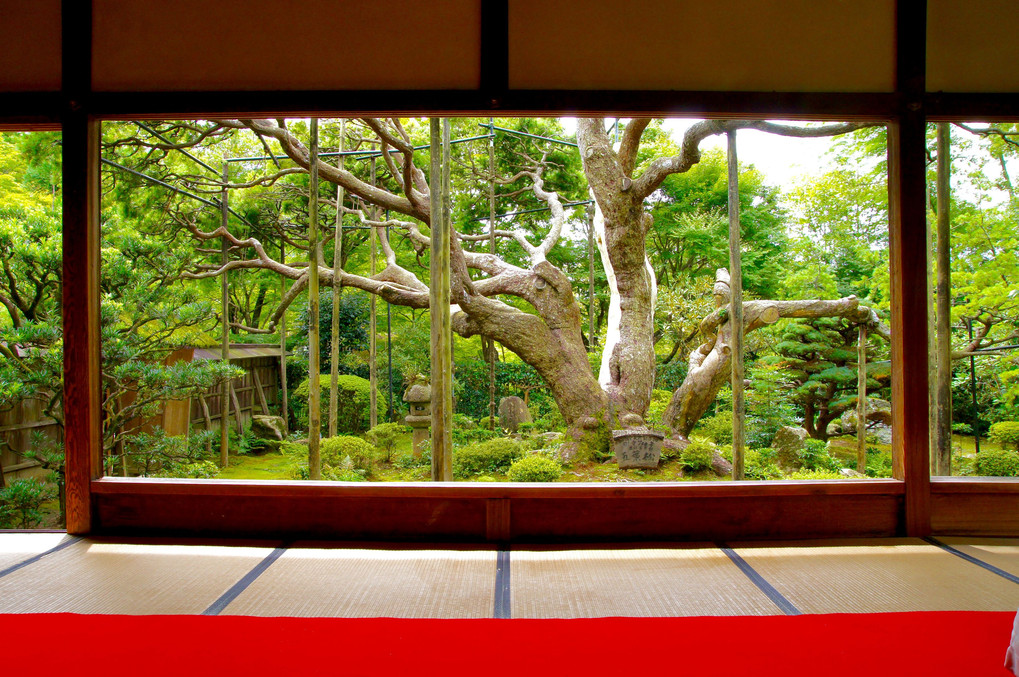 京都大原・宝泉院の額縁庭園