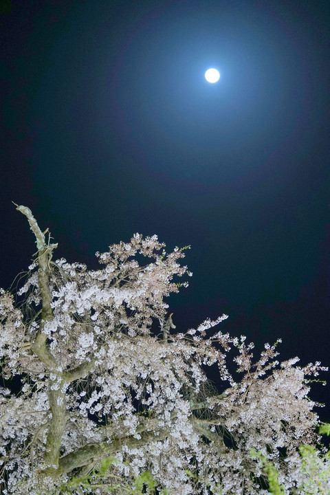 月と桜＠円山公園