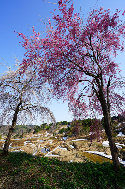 星峠の春 桜と残雪
