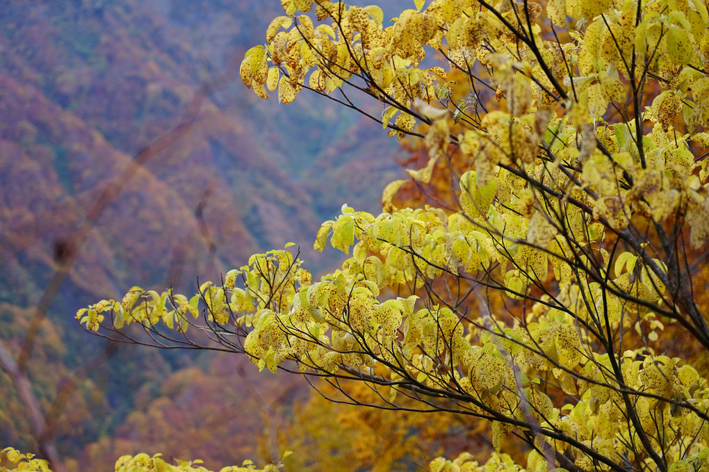 雨飾山の秋