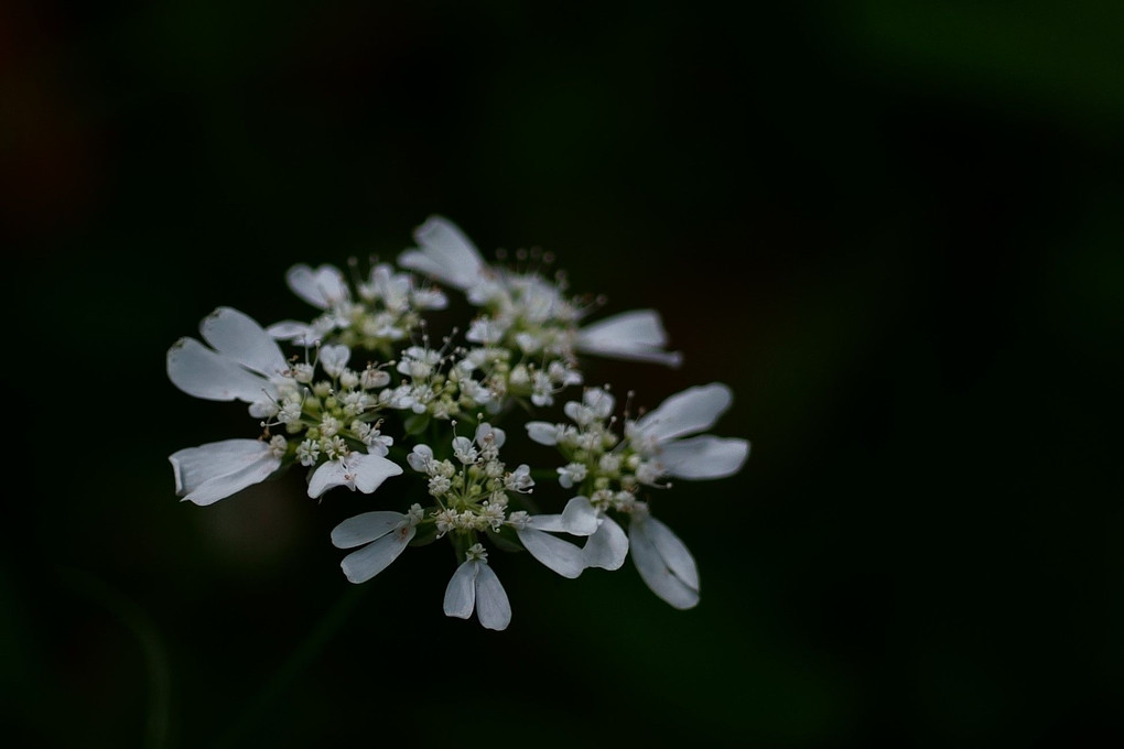 オルレア　～　梅雨時の可憐な花