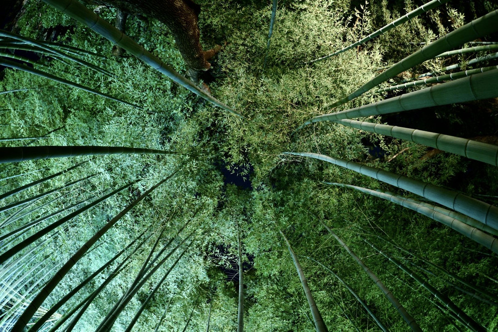 竹林のライトアップ