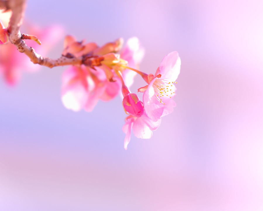 河津桜が咲いて来た
