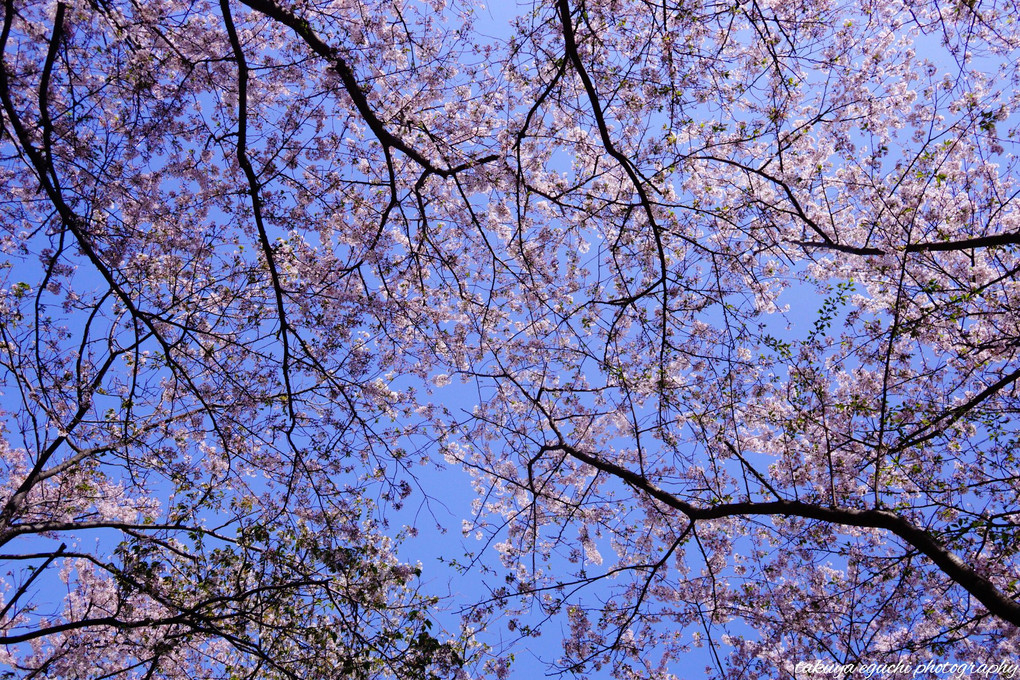 散り始めの桜。