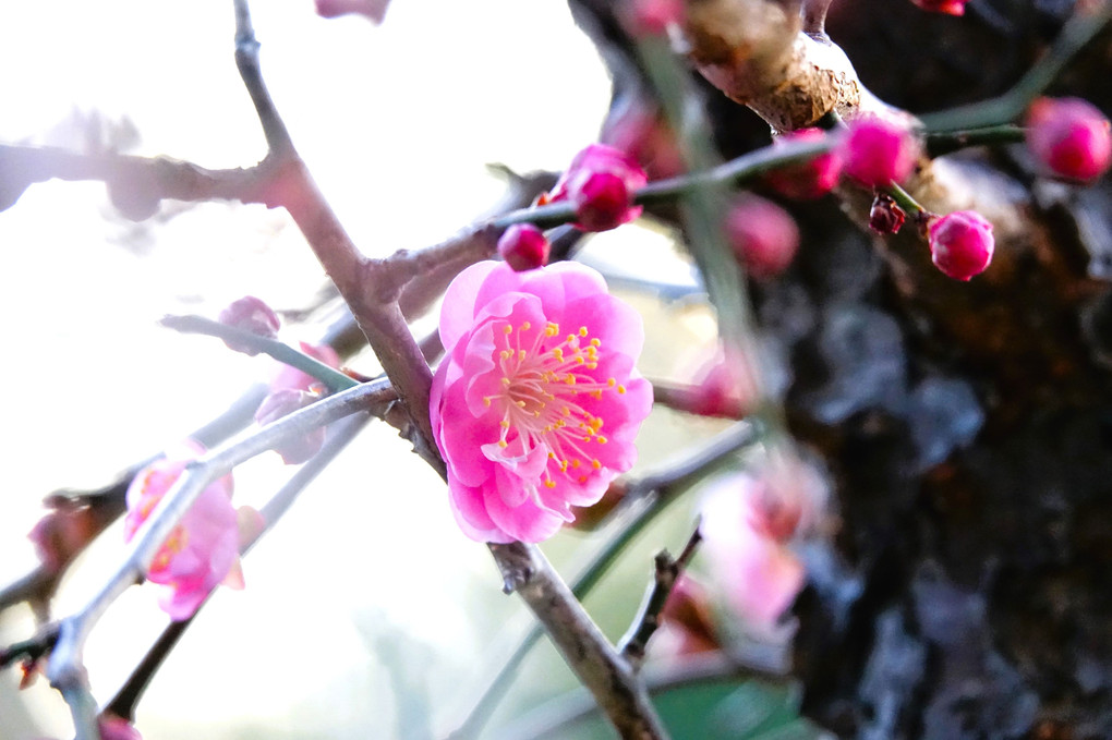 四季暦「咲いた　咲いた　梅が咲いた」