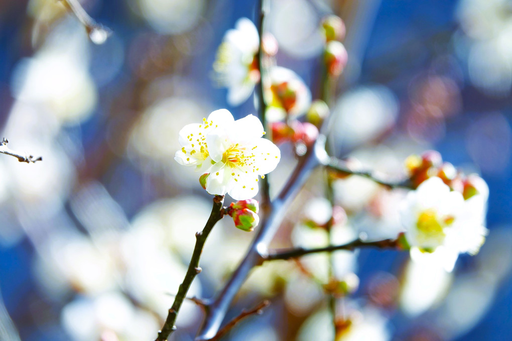 四季暦「咲いた　咲いた　梅が咲いた」