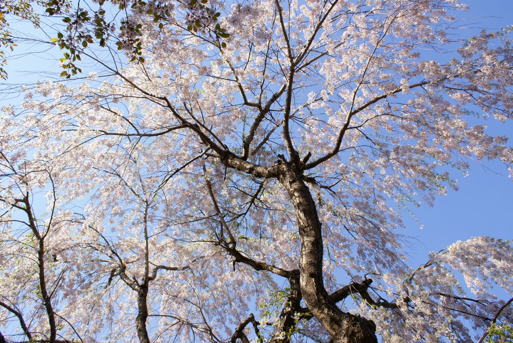 桜・2景