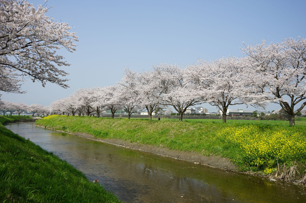 草場川の桜並木✿