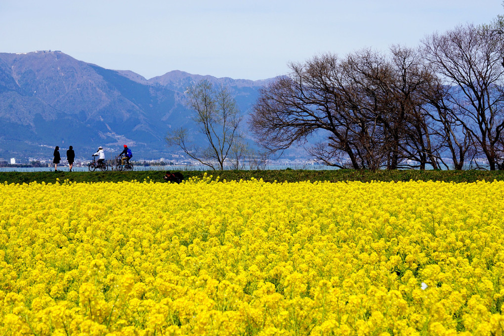 琵琶湖の菜の花畑