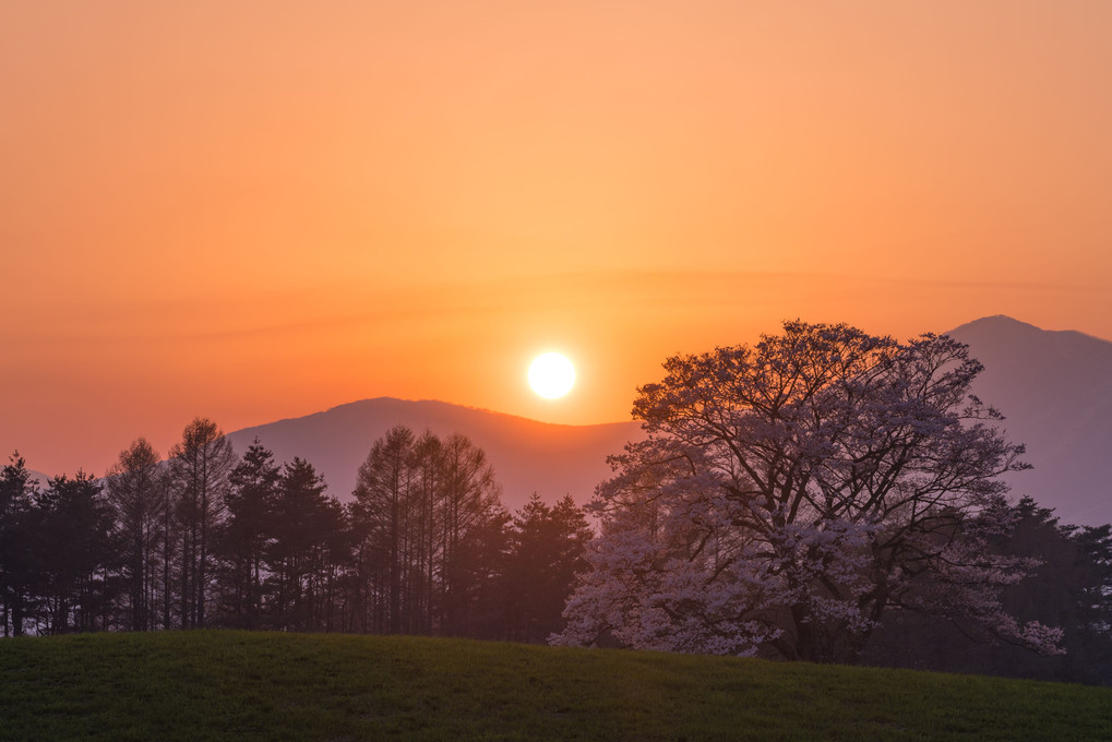 夕日と一本桜