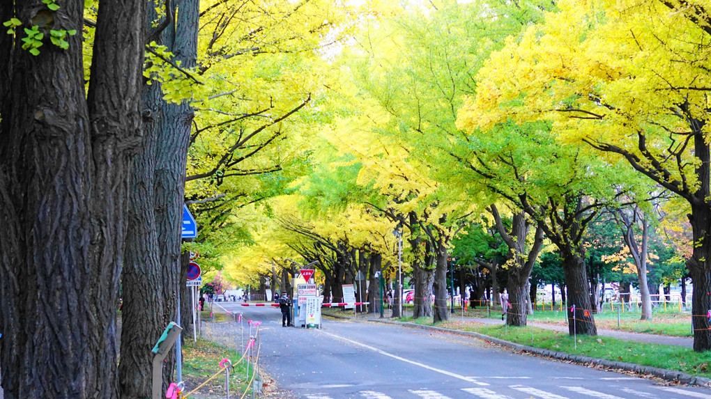 北海道大学・イチョウ並木2020