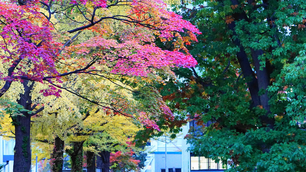 北海道大学・イチョウ並木2020