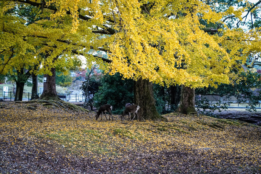 奈良公園の秋