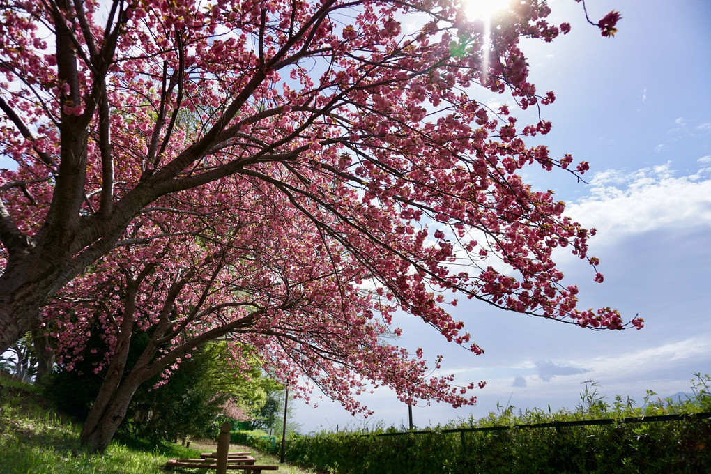 芝桜まつり⇨近所の公園の八重桜