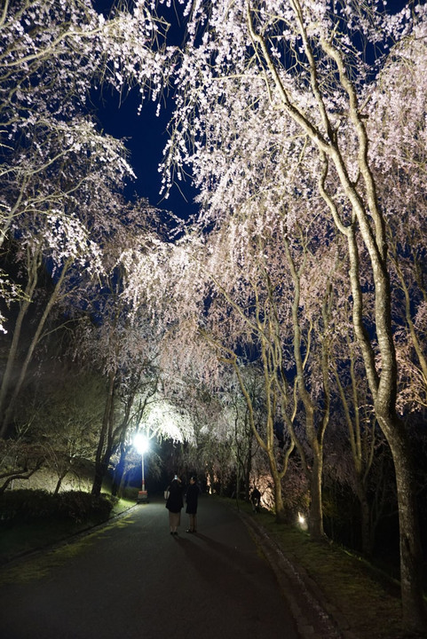 20180407甲山垂れ夜桜