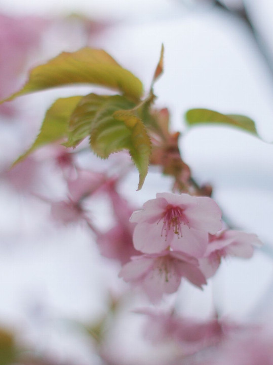 塩竈神社の桜。