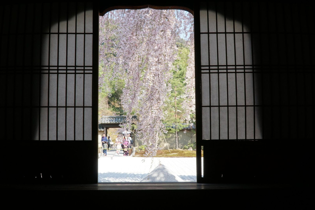 京都 高台寺の春
