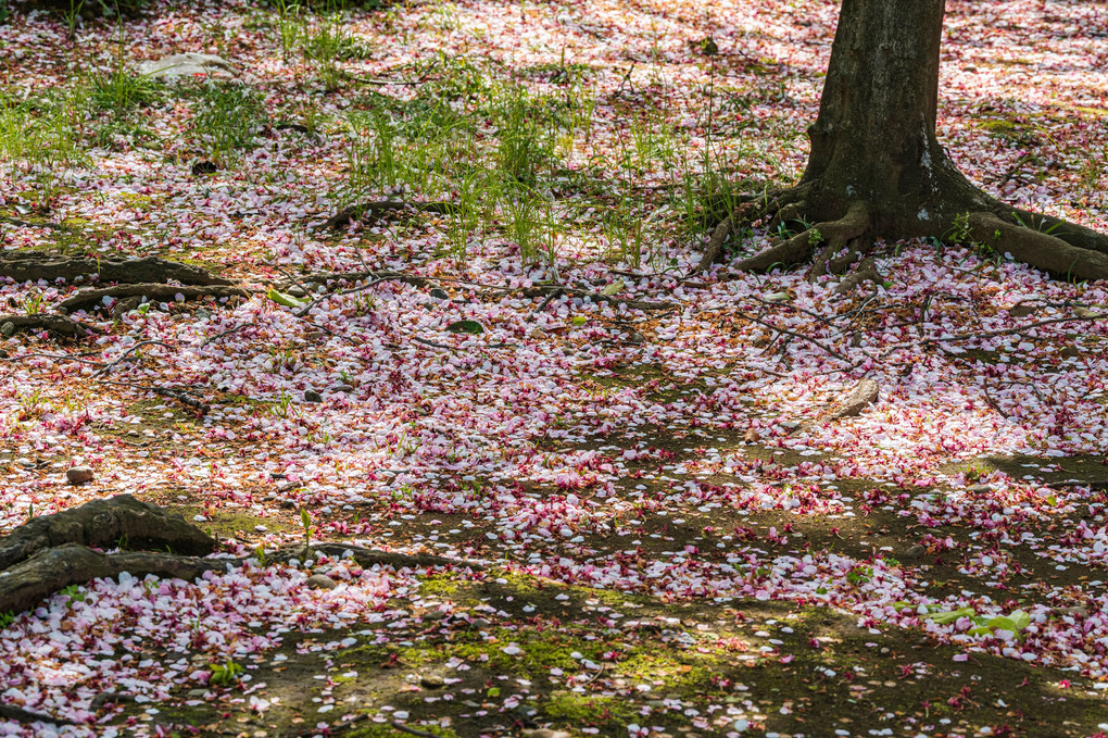 名残の桜　古民家の庭