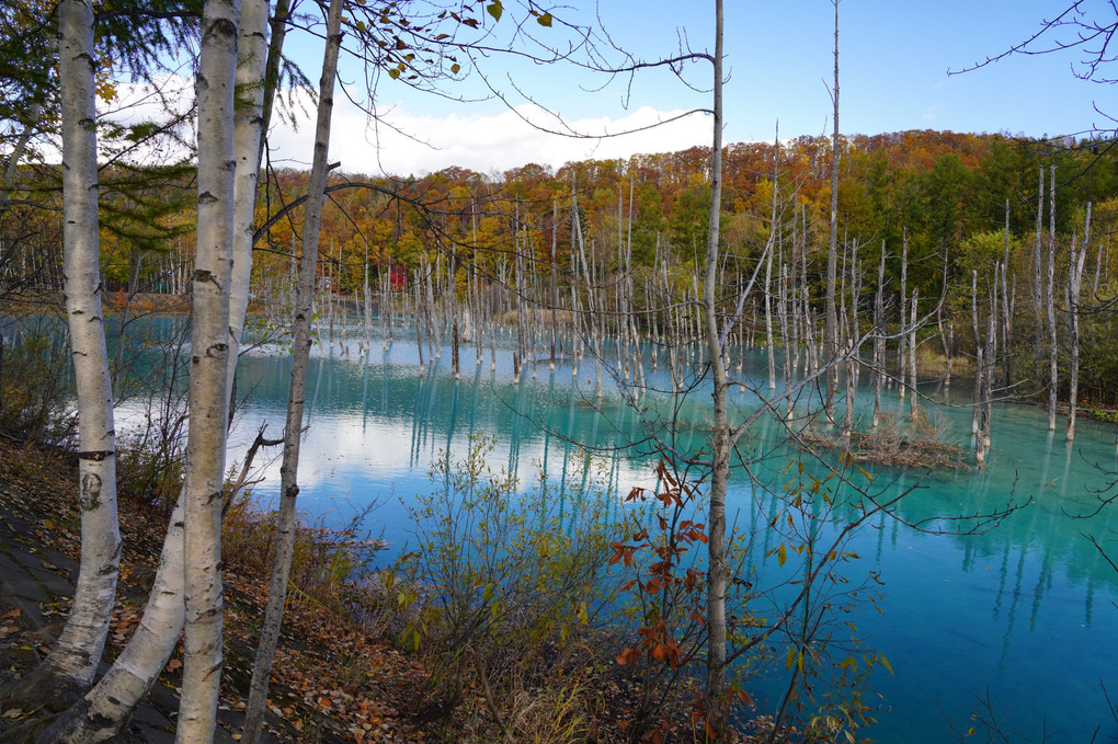 秋の美瑛・青い池