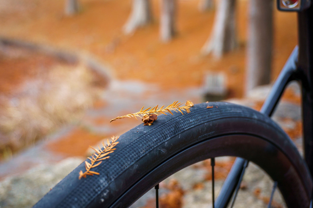 落ち葉のサイクリングコース