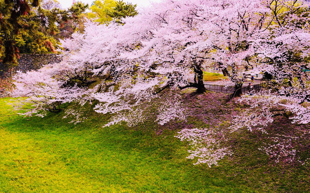 名古屋城内堀桜