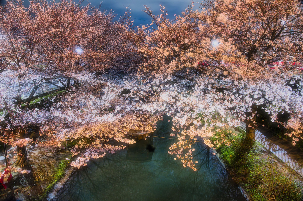 宇治川派流の夜桜