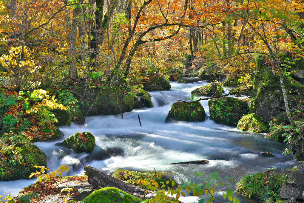 秋の奥入瀬渓流ー阿修羅の流れ