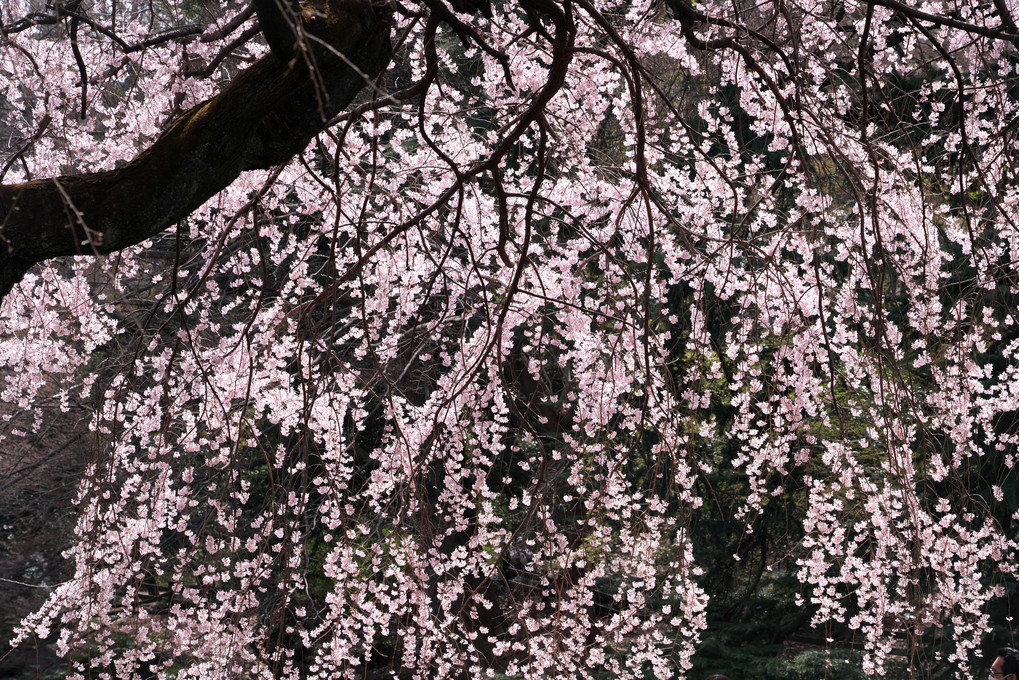 空に向かって満開のしだれ桜・新宿御苑