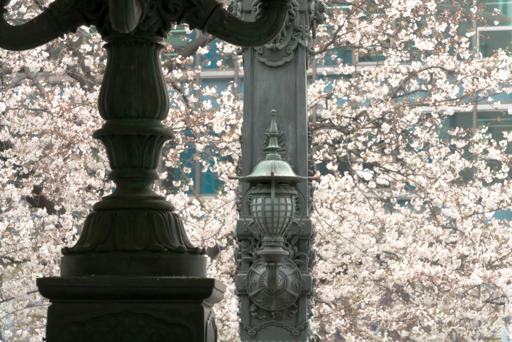 日本橋と桜