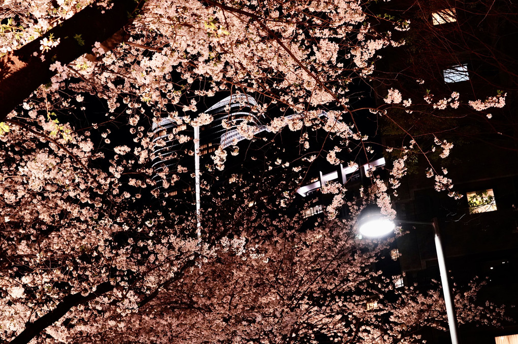 赤坂桜雲海