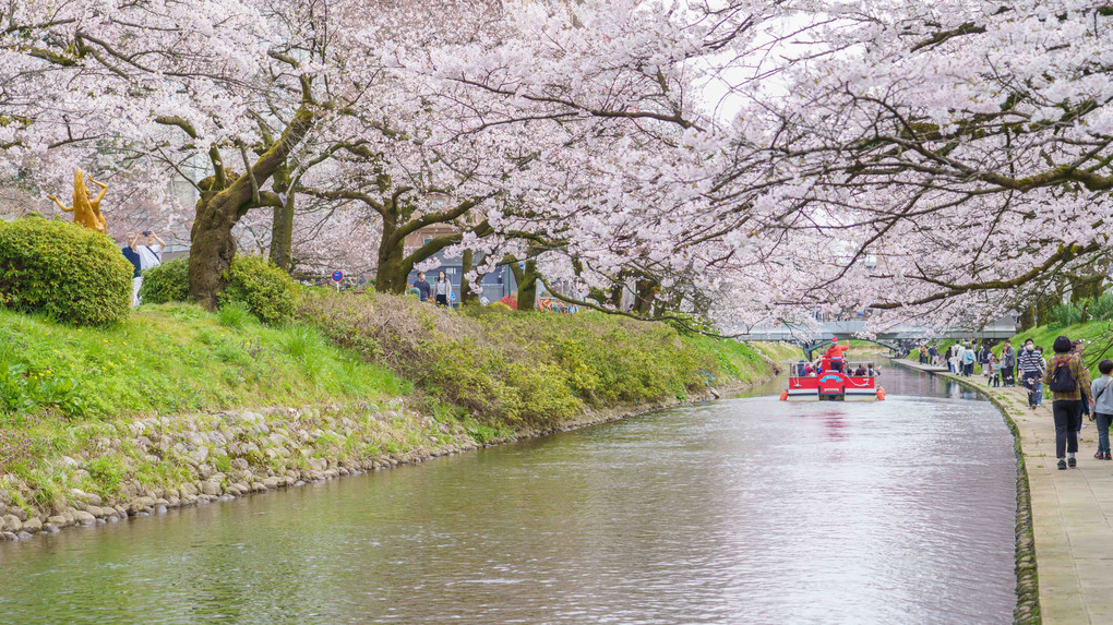 富山の春　松川の桜