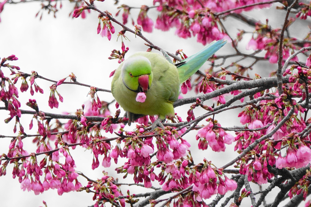 桜にインコが来ました!  #ワカケホンセイインコ#