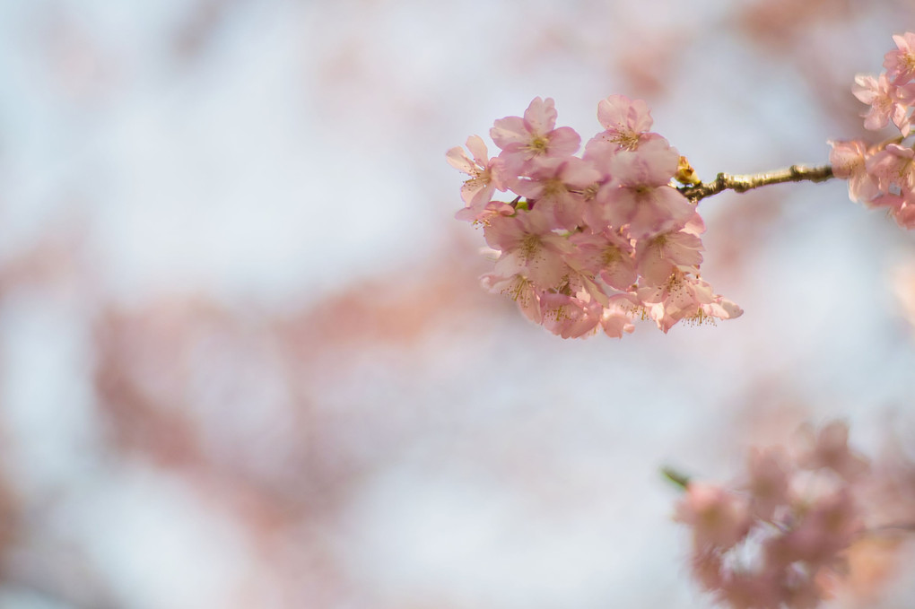 近場の河津桜、まだ咲いていました・・・オールドレンズにて