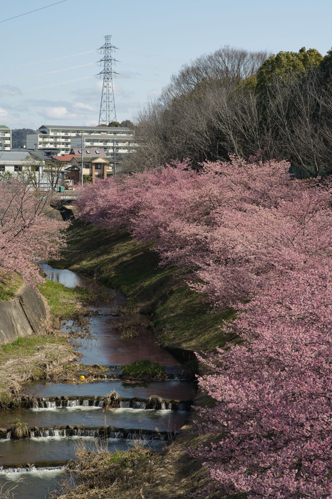 近場の河津桜、まだ咲いていました・・・オールドレンズにて