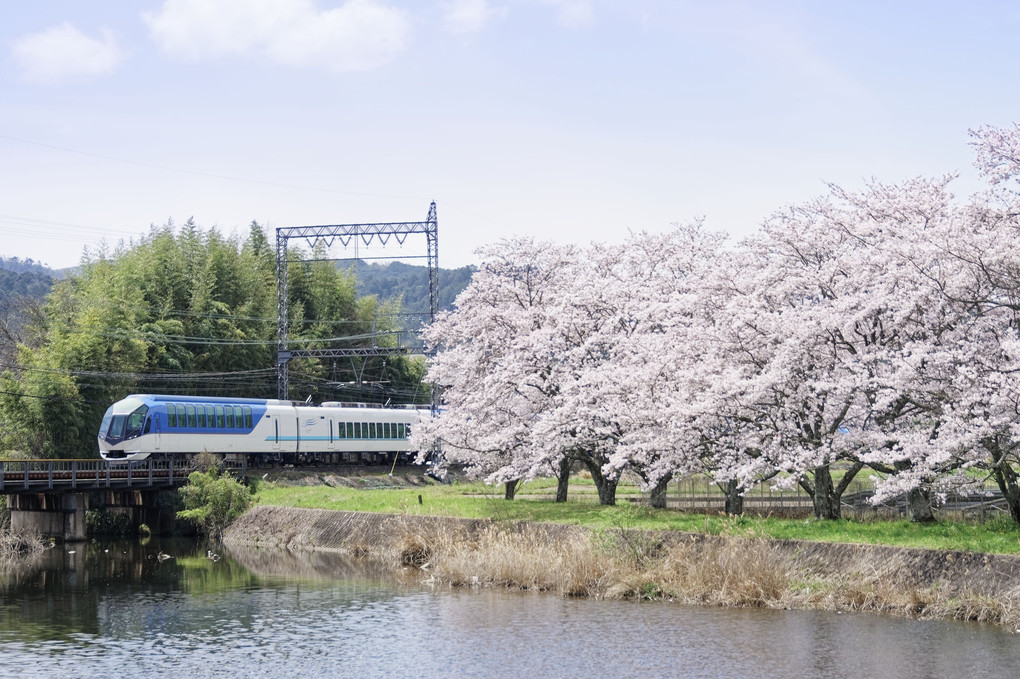桜と観光特急