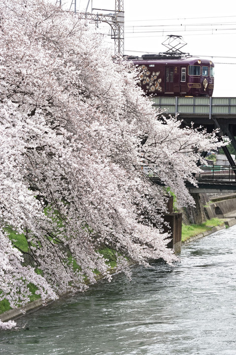 桜と観光特急