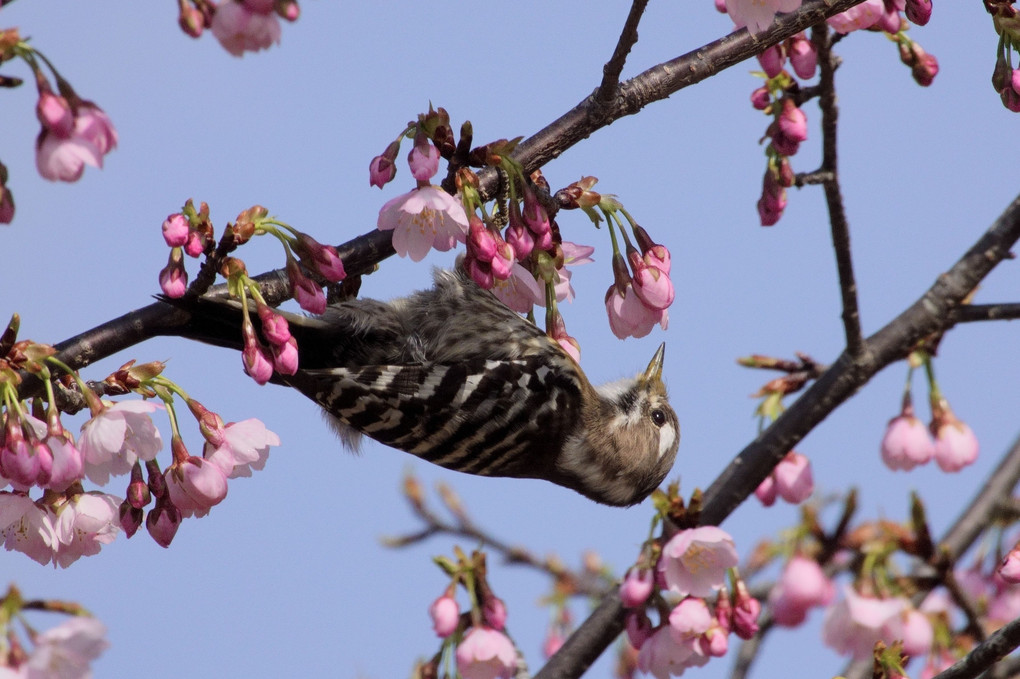 早咲き桜ひとりじめ