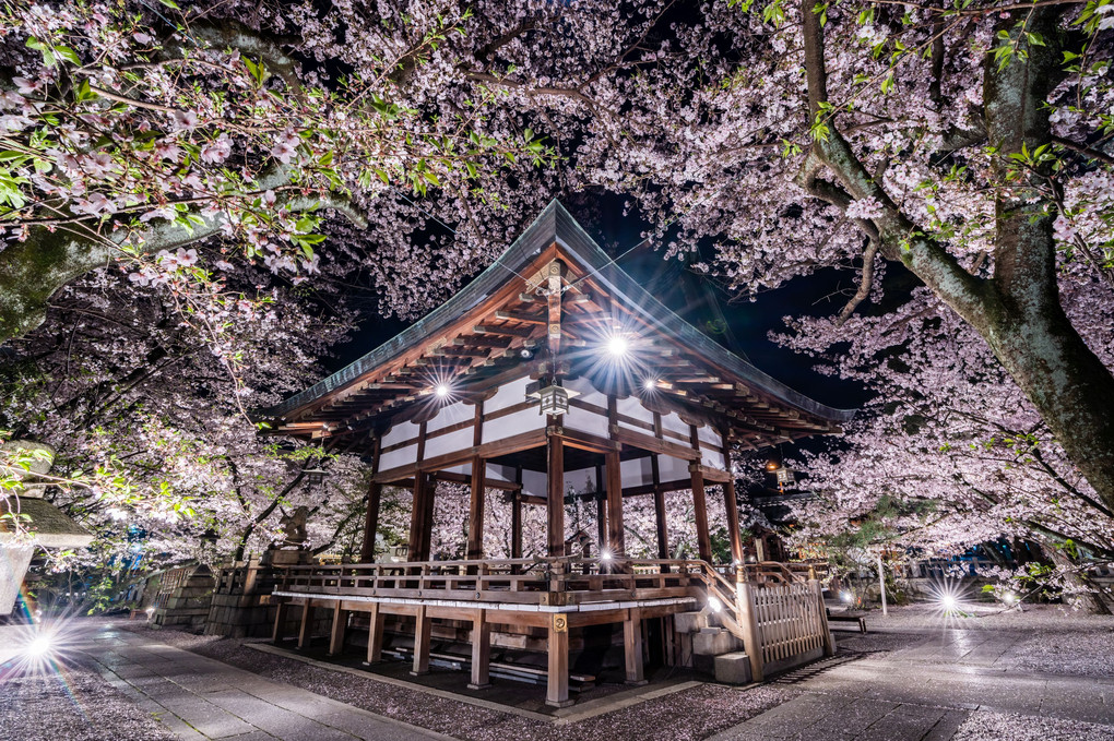 天孫神社の桜