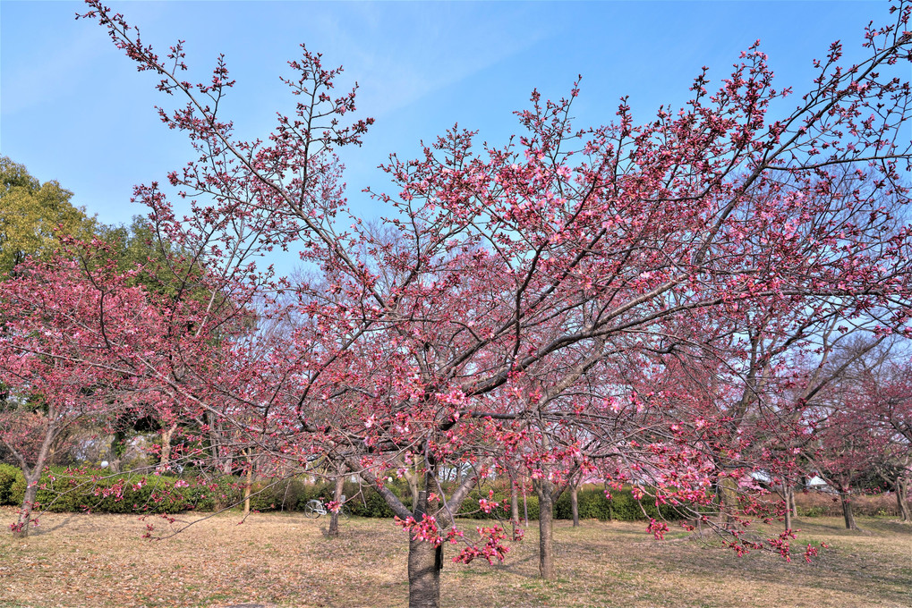 カワヅとオカメ ・・・早咲き桜
