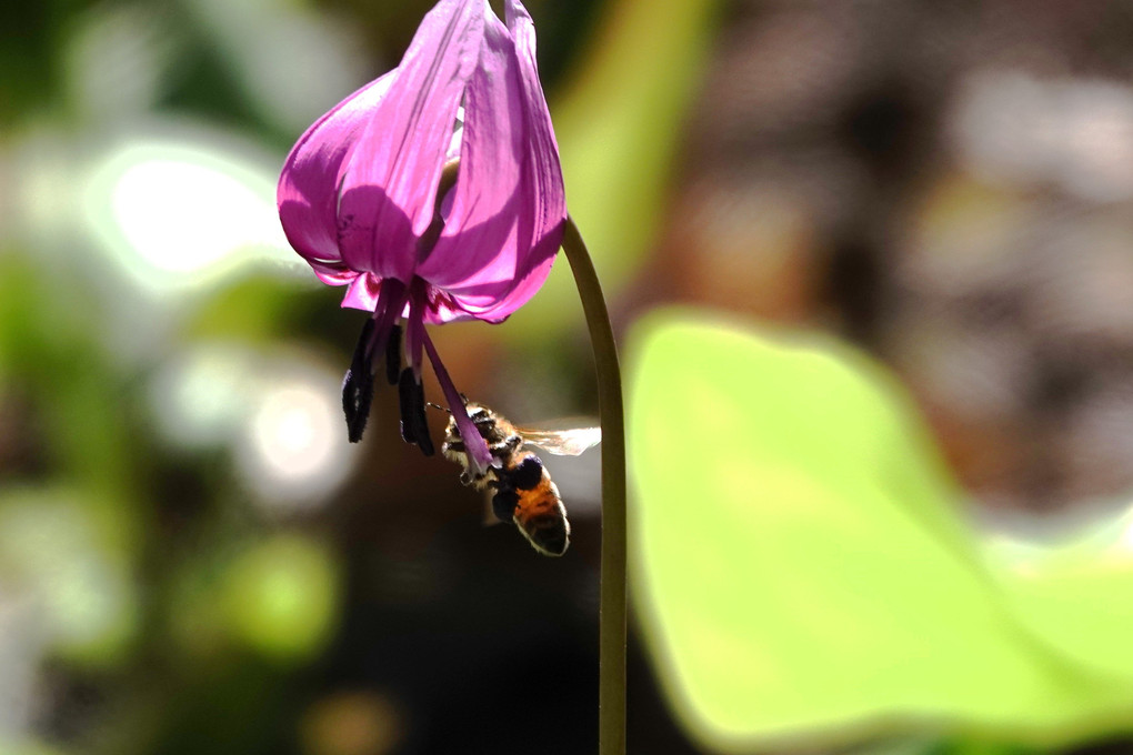 カタクリの花とミツバチ