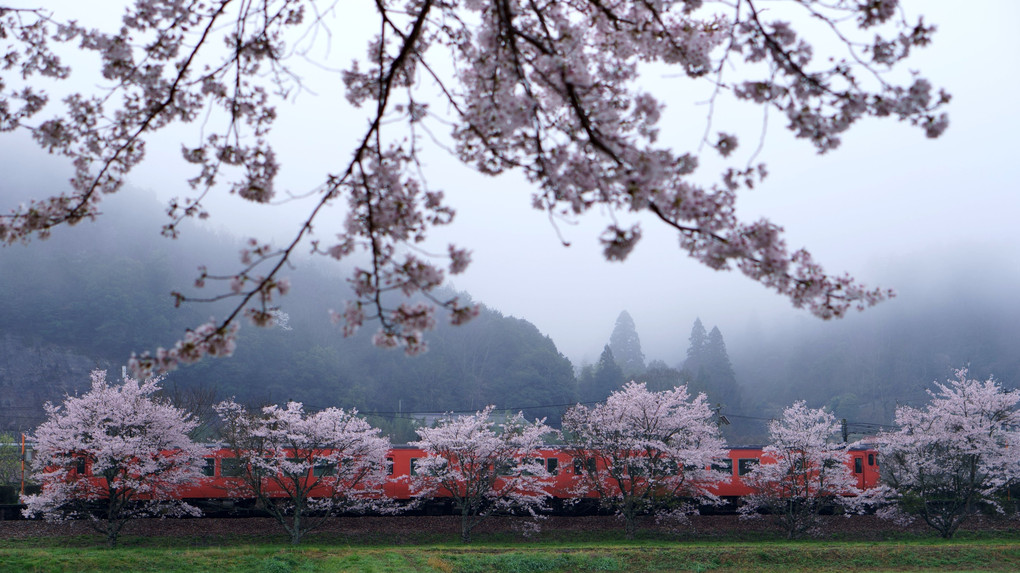 桜とタラコの春