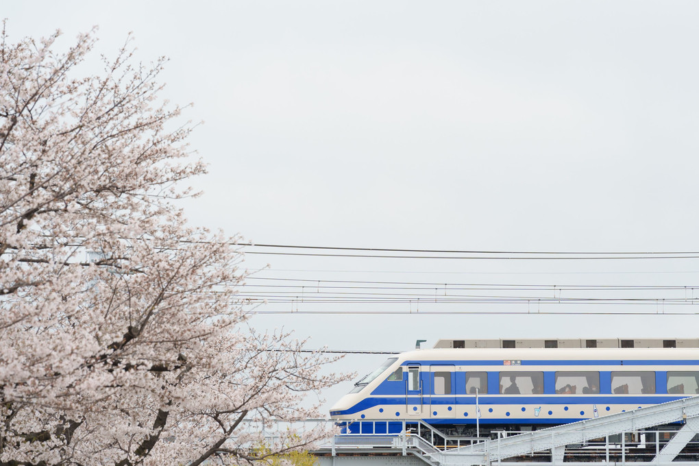 隅田川の桜と東武の電車 2024